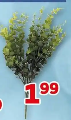 CENTERSHOP Eukalyptus Angebot