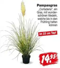 Repo Markt Pampasgras "Cortaderia" Angebot
