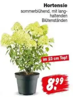 Repo Markt Hortensie Angebot