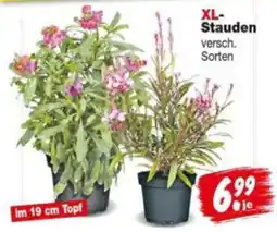 Repo Markt XL-Stauden Angebot
