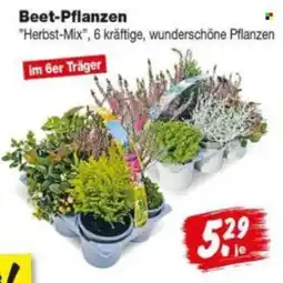 Repo Markt Beet-Pflanzen "Herbst-Mix" Angebot