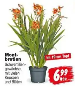 Repo Markt Mont-bretien Schwertlilien-gewächse Angebot