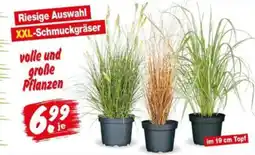 Repo Markt XXL-Schmuckgräser Angebot