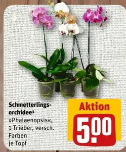 nahkauf Schmetterlingsorchidee Angebot