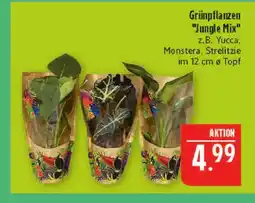 Marktkauf Grünpflanzen Angebot