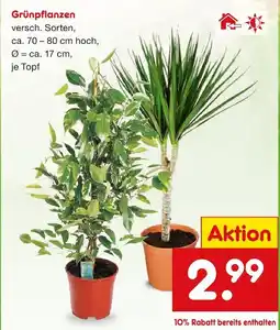 Netto Marken-Discount Grünpflanzen Angebot