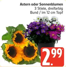 Marktkauf Astern oder Sonnenblumen Angebot