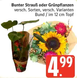 Marktkauf Bunter Strauß oder Grünpflanzen Angebot