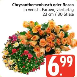 Marktkauf Chrysanthemenbusch oder Rosen Angebot
