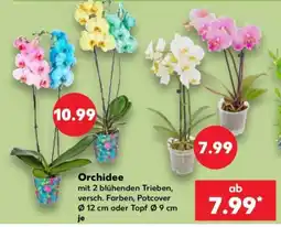 Kaufland Orchidee Angebot