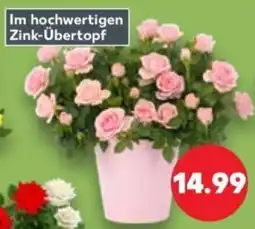 Kaufland Rose Angebot