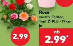 Kaufland Rose Angebot
