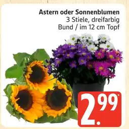 Marktkauf Astern oder sonnenblumen Angebot