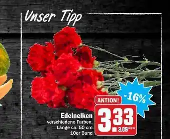 dodenhof Edelnelken Angebot