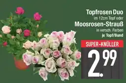 E-Center Topfrosen Duo oder Moosrosen-Strauß Angebot