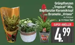 E-Center Grünpflanzen „Tropical" Mix, Bepflanzter Keramiktopf oder Bromelie,,Vrisea" Angebot