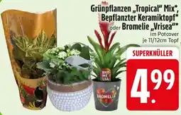 Edeka Grünpflanzen ,,Tropical" Mix, Bepflanzter Keramiktopf oder Bromelie ,,Vrisea" Angebot
