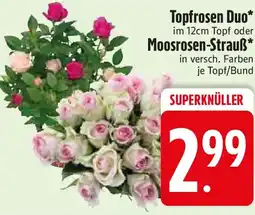 Edeka Topfrosen Duo oder Moosrosen-Strauß Angebot