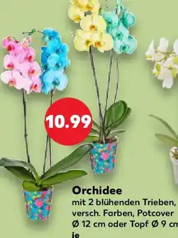 Kaufland Orchidee Angebot