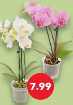 Kaufland Orchidee Angebot