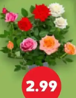 Kaufland Rose Angebot