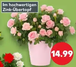 Kaufland Rose Angebot
