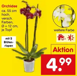 Netto Marken-Discount Orchidee Angebot