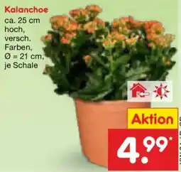 Netto Marken-Discount Kalanchoe Angebot