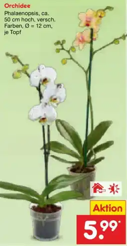 Netto Marken-Discount Orchidee Phalaenopsis Angebot