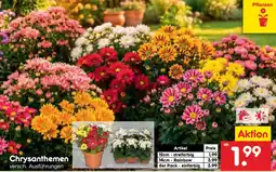 Netto Marken-Discount Chrysanthemen Angebot