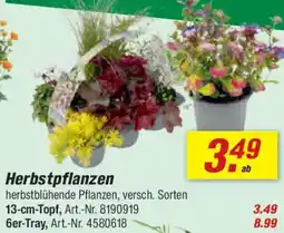 toom Baumarkt Herbstpflanzen Angebot