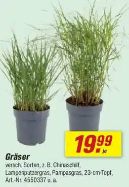 toom Baumarkt Gräser Angebot