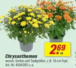 toom Baumarkt Chrysanthemen Angebot