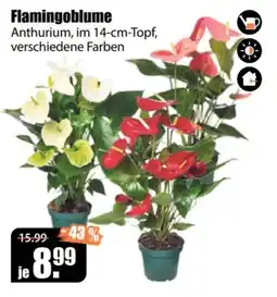 V Baumarkt Flamingoblume Anthurium Angebot