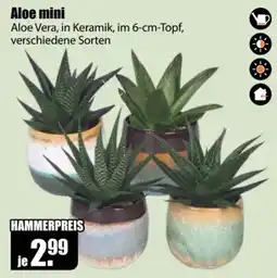 V Baumarkt Aloe mini Angebot