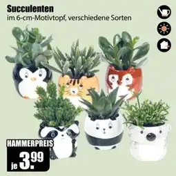 V Baumarkt Succulenten im 6-cm-Motivtopf Angebot
