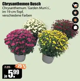 V Baumarkt Chrysanthemen Busch Chrysanthemum 'Garden Mum's' Angebot