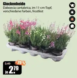 V Baumarkt Glockenheide Daboecia cantabrica Angebot
