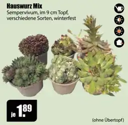 V Baumarkt Hauswurz Mix Angebot