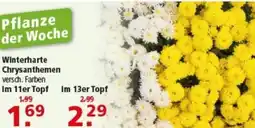 Multi Markt Winterharte Chrysanthemen Angebot