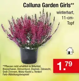 Zimmermann Calluna Garden Girls Angebot