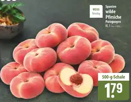 Famila Nord Ost Spanien wilde Pfirsiche Paraguayos Angebot