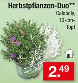 Zimmermann Herbstpflanzen-Duo** Calopoly Angebot