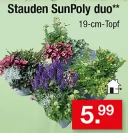 Zimmermann Stauden SunPoly duo** Angebot