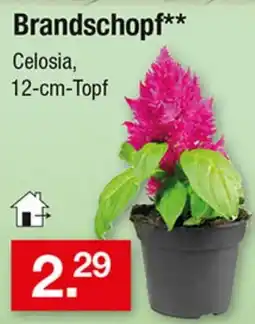 Zimmermann Brandschopf** Celosia, 12-cm-Topf Angebot