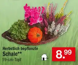 Zimmermann Herbstlich bepflanzte Schale** Angebot