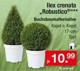 Zimmermann Ilex crenata „Robustico“ Angebot