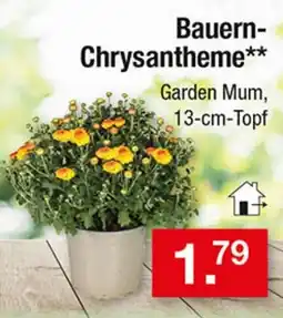 Zimmermann Bauern-Chrysantheme** Angebot