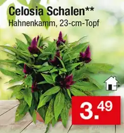 Zimmermann Celosia Schalen** Hahnenkamm Angebot