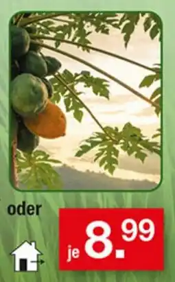 Zimmermann Papaya Angebot